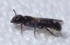 Chelostoma sp.